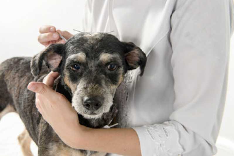 Acupuntura em Cachorros Preço Casa Verde - Acupuntura para Animais
