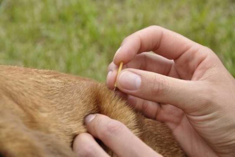 Acupuntura em Cães e Gatos Preço Vila Lório - Acupuntura para Cachorro Bom Retiro