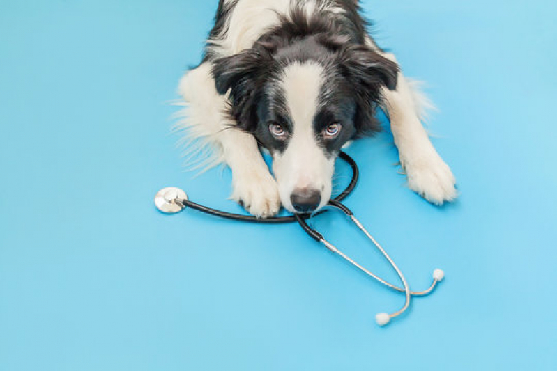 Agendamento com Hospital Veterinário para Cachorros Freguesia do Ó - Hospital para Tratamentos Veterinários