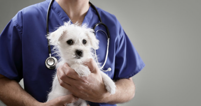 Agendamento com Hospital Veterinário para Gatos e Cachorros Santa Cruz - Hospital Veterinário para Cachorros