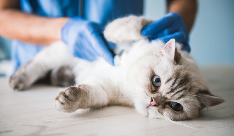 Agendamento com Hospital Veterinário Próximo a Mim Nossa Senhora do Ó - Hospital de Medicina Veterinária