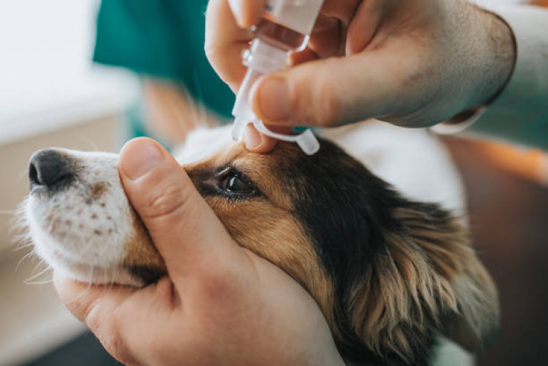 Agendamento de Consulta Veterinaria Cachorro Paulista - Consulta Pet