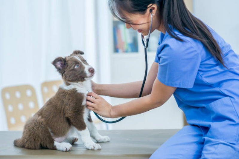 Agendamento de Ecocardiograma Cachorro Alto de Pinheiros - Exame de Sangue Cachorro