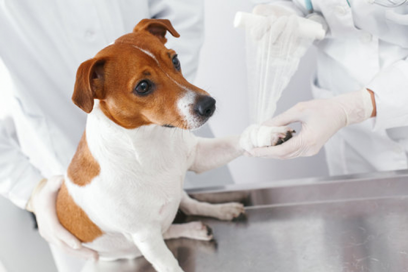 Agendamento de Exame de Sangue para Cachorro Bixiga - Exame de Sangue Cachorro