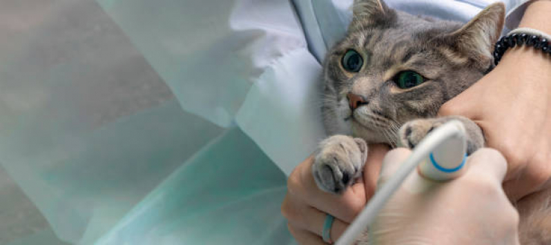 Agendamento de Exame para Pet Liberdade - Exames em Gatos