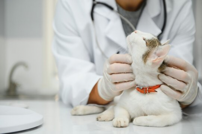 Agendamento de Exames Laboratoriais Veterinários Higienópolis - Exames em Cachorros