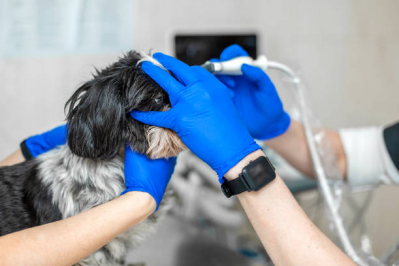 Agendamento de Ultrassom Abdominal Cachorro Consolação - Exames Laboratoriais Veterinários