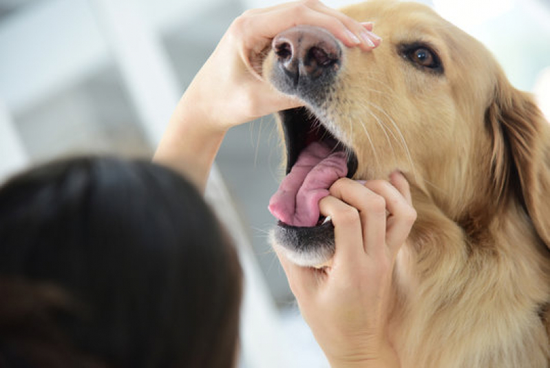 Agendamento em Clínica Pet para Cachorro Jaguaré - Clínica Veterinária Dermatologia