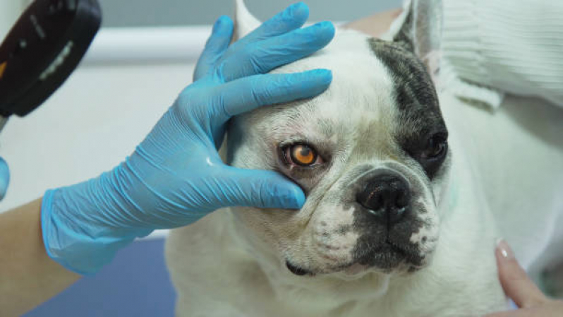 Agendamento em Clínica Veterinária Oftalmologia Ibirapuera - Clínica Pet para Animais