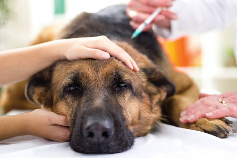 Aplicação de Vacina Antirrábica em Cachorro Aclimação - Vacina Gripe Canina