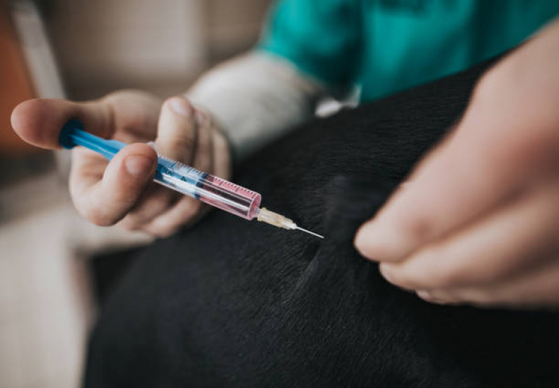 Aplicação de Vacina Cachorro Bairro do Limão - Vacina Polivalente Cachorro