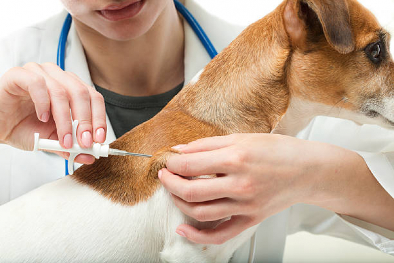 Aplicação de Vacina da Raiva para Cachorros Ibirapuera - Vacina da Raiva para Gatos