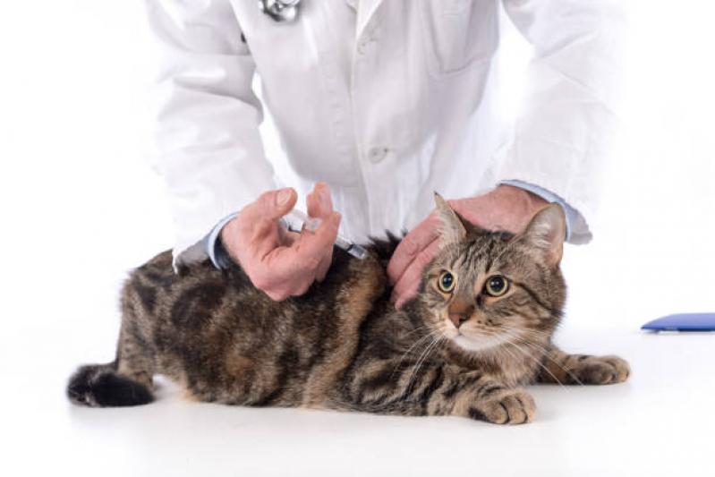 Aplicação de Vacina da Raiva para Gatos Centro - Vacina da Raiva para Gatos