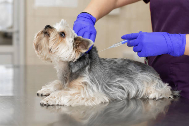 Aplicação de Vacina de Raiva Cachorro Água Branca - Vacina Filhote Cachorro