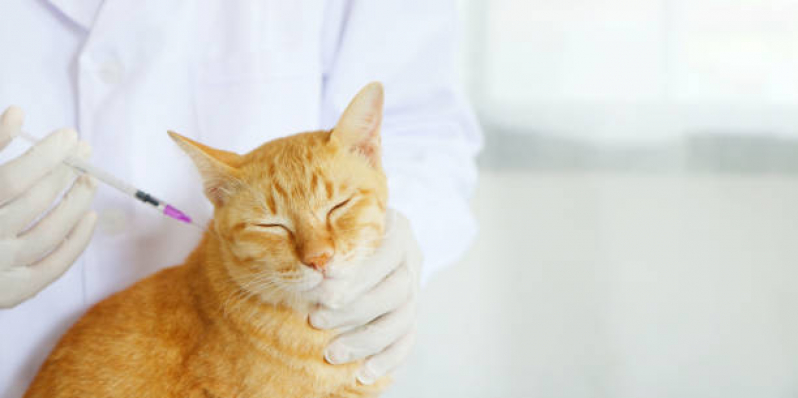 Aplicação de Vacina de Raiva Gatos Liberdade - Vacinas para Gatos Malhados