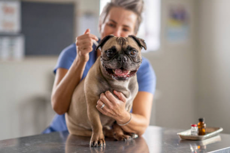 Aplicação de Vacina Filhote Cachorro Butantã - Vacina Polivalente Cachorro