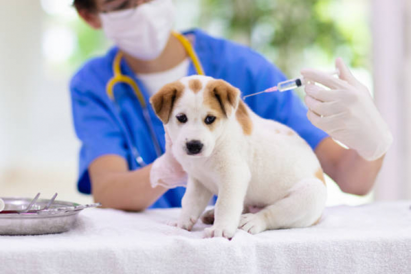 Aplicação de Vacina Múltipla Canina Jaguaré - Vacina de Cachorro