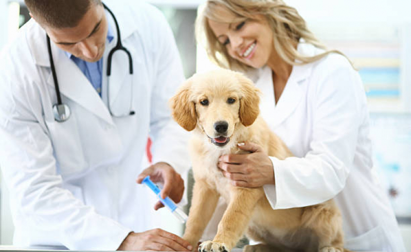 Aplicação de Vacina Polivalente Cachorro Vila Iório - Vacina Múltipla Canina