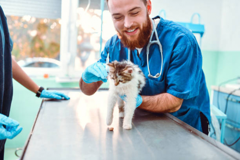 Aplicação de Vacina Raiva Gato Freguesia do Ó - Vacina da Raiva para Gatos