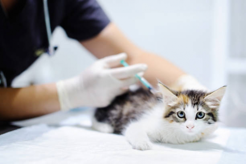 Aplicação de Vacinas de Gato Bixiga - Vacina para Gatos Não Pegar Cria