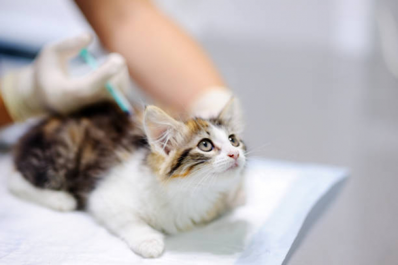Aplicação de Vacinas em Gatos Centro - Vacina Gato