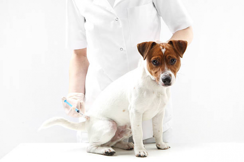 Aplicação de Vacinas para Cachorros Filhotes Parque Industrial Tomas Edson - Vacina Gripe Canina
