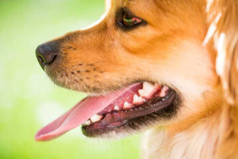 Castração Cachorro Macho Preço Lapa - Cirurgia de Castração de Cadela