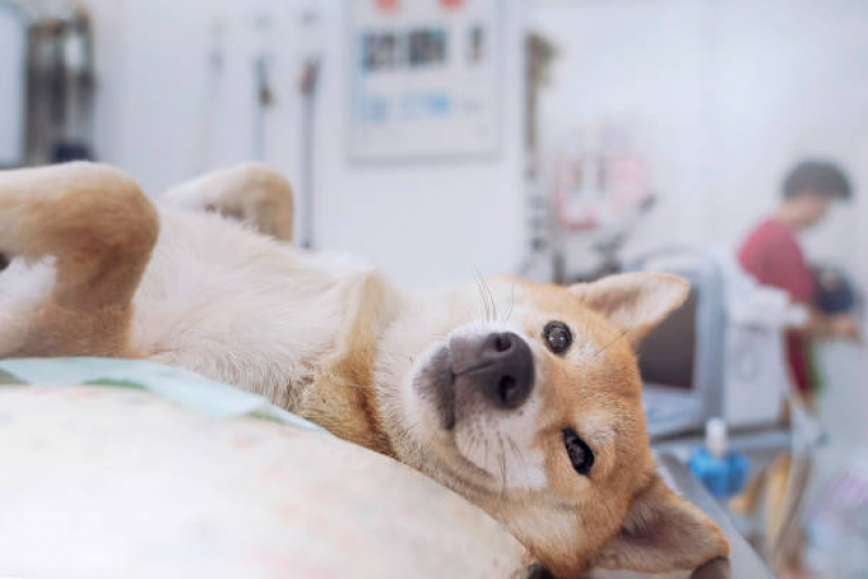 Castração Cachorro Marcar Consolação - Castração em Cachorra