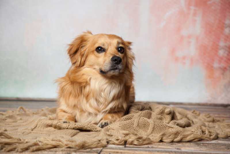 Castração Cachorro Vila União - Castração Gato Macho