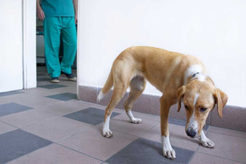 Castração de Cachorro Fêmea Preço Vila Moinho Velho - Castração de Cachorra