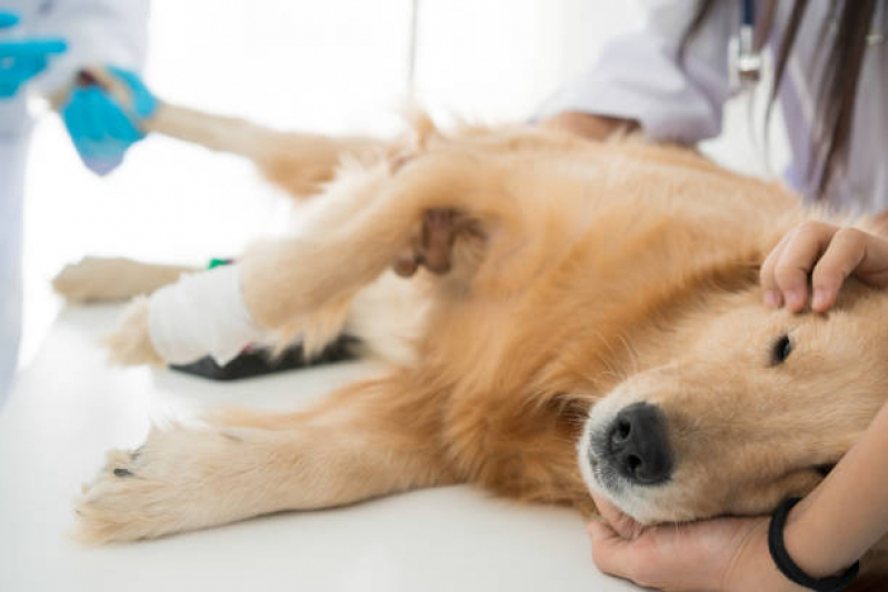 Castração de Cachorros Bom Retiro - Castração para Cachorros