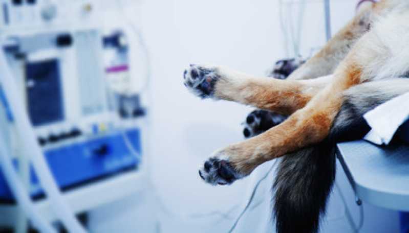 Castração de Gata Fêmea Preço Bom Retiro - Cirurgia de Castração de Cachorro