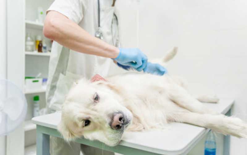 Castração de Gata Fêmea Água Branca - Castração para Cachorro