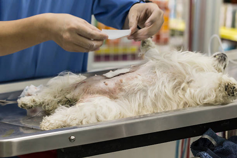 Castração em Cachorro Jaguara - Castração de Cachorros