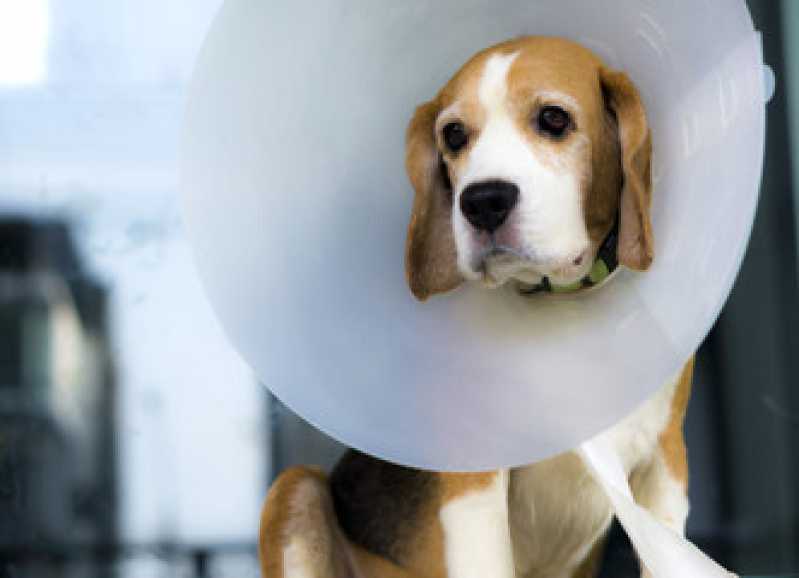 Castração para Cachorro República - Cirurgia de Castração de Cachorro