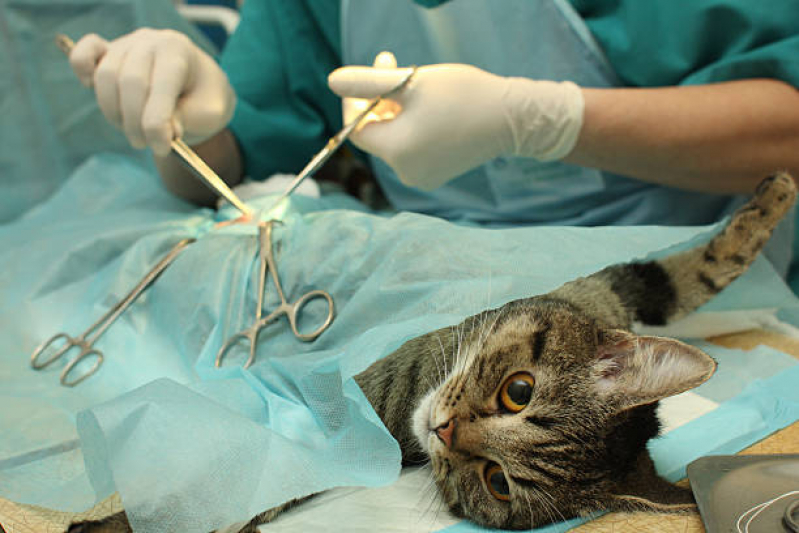 Castração para Gato Vila Leopoldina - Castração Cirurgia Gata