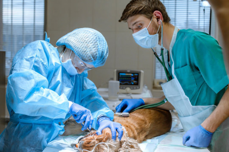 Cirurgia Cachorro Agendar Vila Romana - Cirurgia Vet