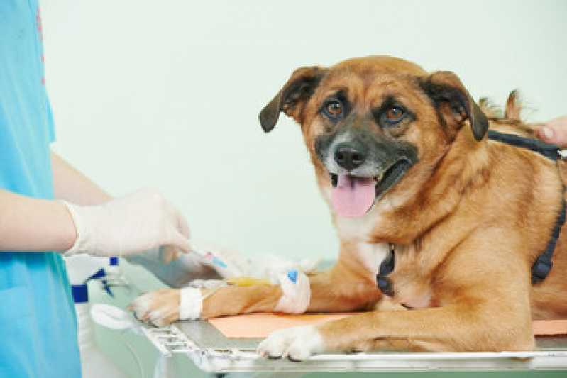 Cirurgia Castração Cachorro Ibirapuera - Castração para Cachorro
