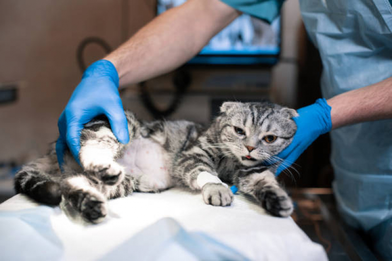 Cirurgia Castração Gato Aclimação - Cirurgia Fêmur Gato