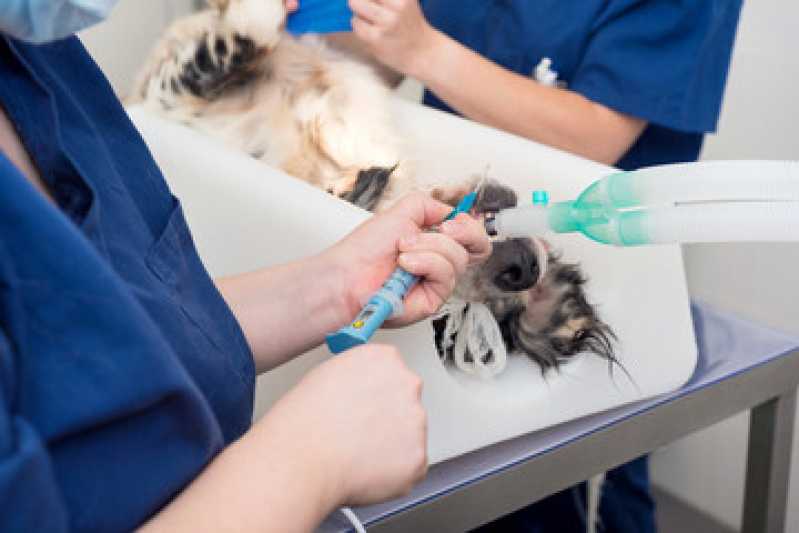 Cirurgia de Castração de Cachorro Bixiga - Cirurgia para Cachorro