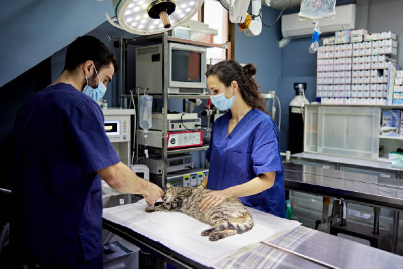Cirurgia de Castração de Gato Fêmea Vila União - Cirurgia Fêmur Gato