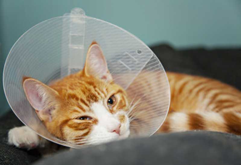 Cirurgia de Castração de Gatos Preço Jardim das Bandeiras - Cirurgia para Gatos