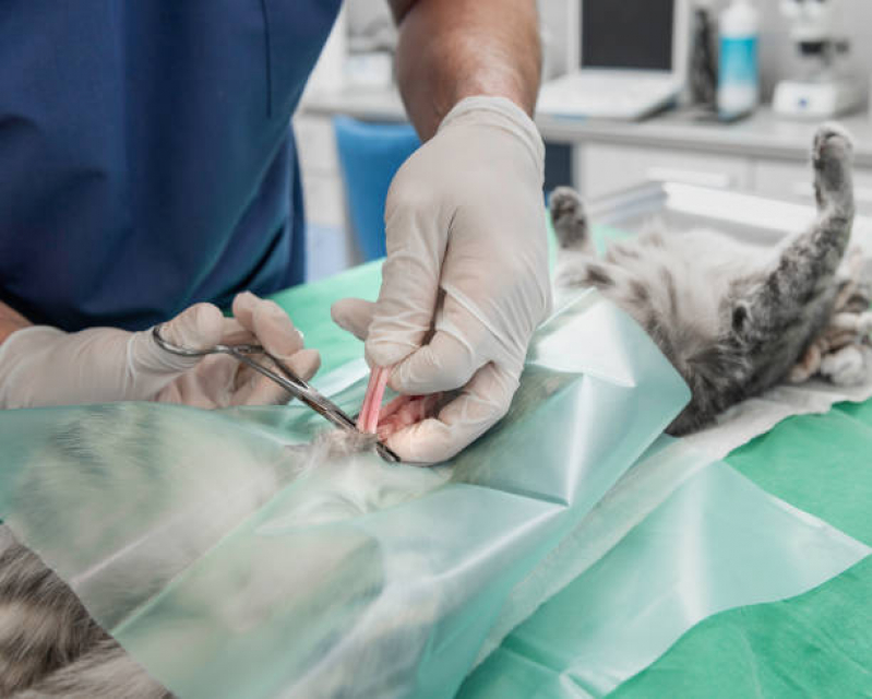 Cirurgia de Castração em Gatos Marcar Vila Cruz das Almas - Cirurgia Castração Gato