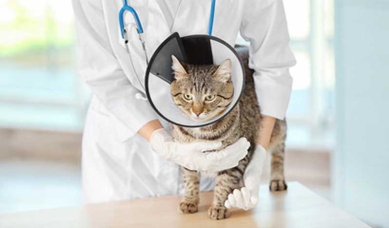 Cirurgia de Castração para Gatos Preço Perdizes - Cirurgia para Gatos
