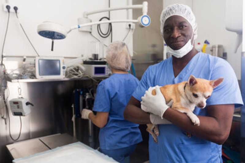 Cirurgia de Castração para Gatos Jardim Cachoeira - Cirurgia de Castração de Cachorro