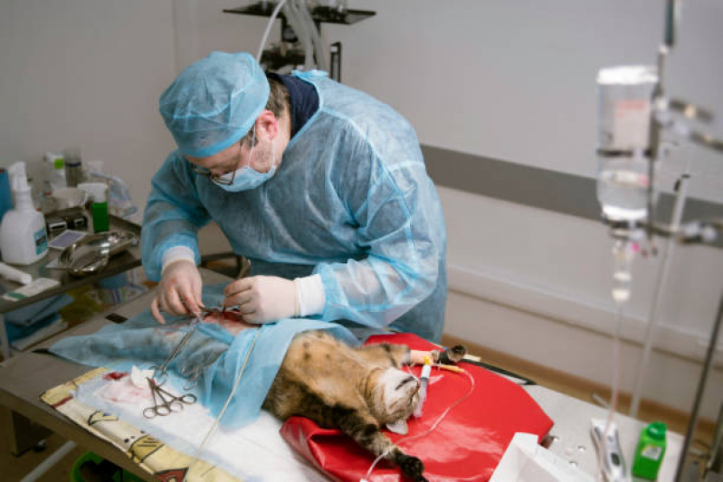 Cirurgia de Gato Castrado Marcar Vila Cavaton - Cirurgia de Prolapso Retal em Gatos