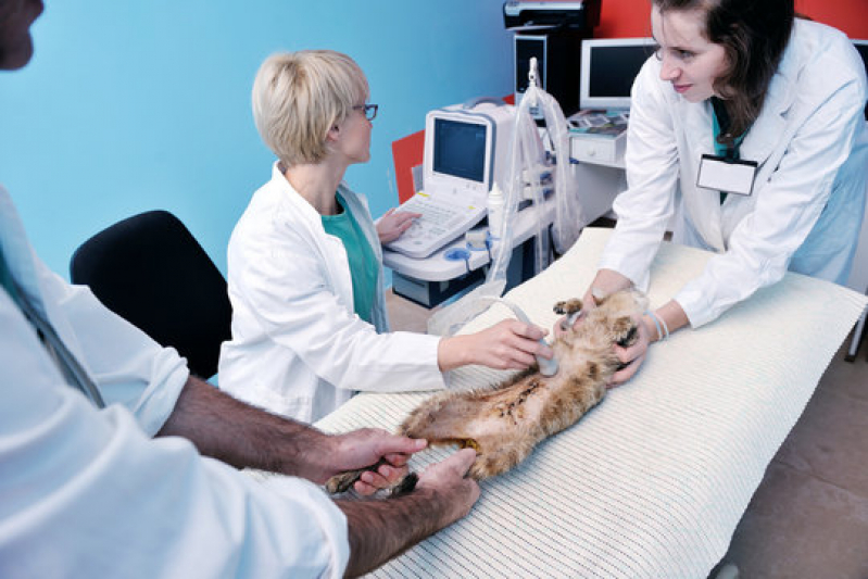 Cirurgia em Animais Ibirapuera - Cirurgia Medicina Veterinária