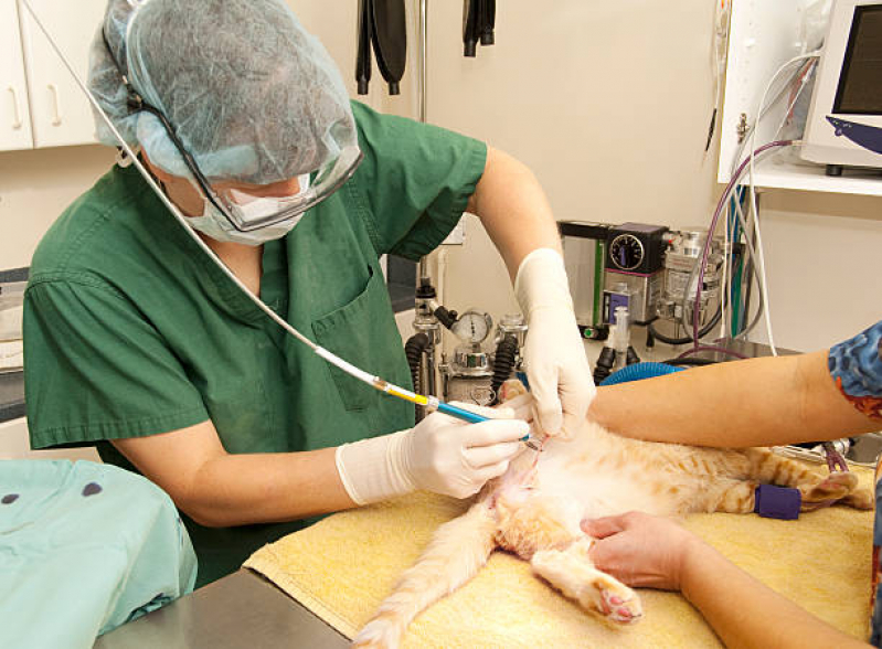 Cirurgia em Gatos Marcar Santa Cecília - Cirurgia de Prolapso Retal em Gatos