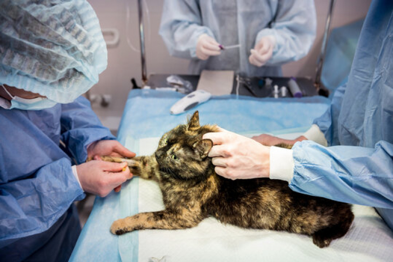 Cirurgia Gatos Agendar Água Branca - Cirurgia Ruptura Ligamento Cruzado Cães