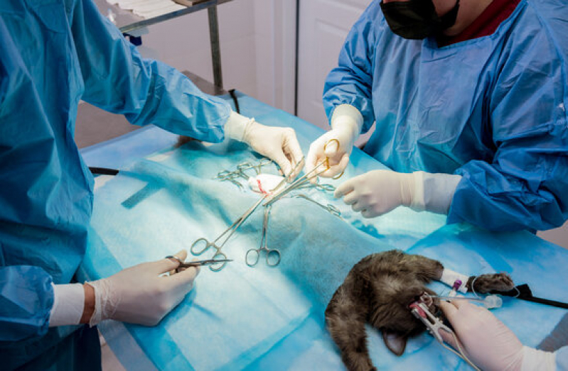 Cirurgia Gatos Marcar Vila Lório - Cirurgia Cachorro